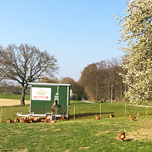 freilaufende Hüghner auf dem Rauenhof