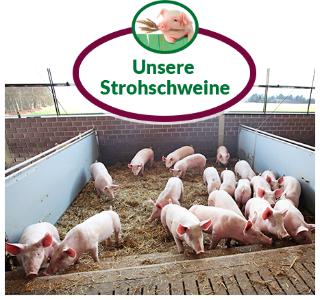 Unsere Strohschweine